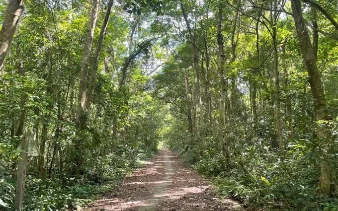Tourists walking along a trail in Cat Ba National Park.