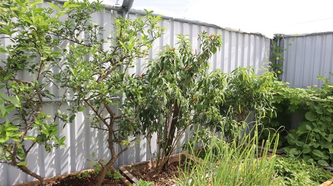 Tết của những 'cột mốc sống' trên biển, mãi vì chủ quyền Tổ quốc thiêng liêng- Ảnh 17.