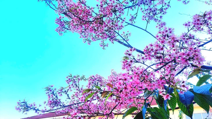 Đà Lạt - Ảnh 1.