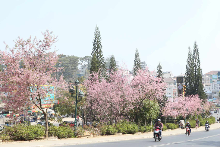 Đà Lạt - Ảnh 2.