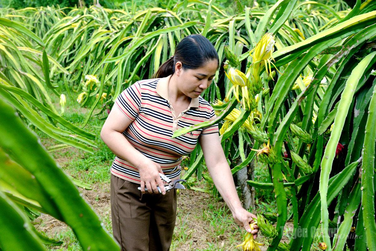 Ms. Nguyen Thi Ty, from Yen Thuong village, Tien Yen commune, grows dragon fruit trees for a stable income.