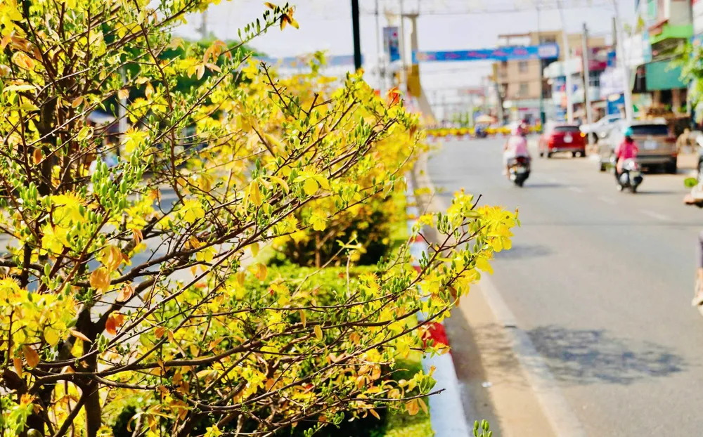 duong mai 1.jpg