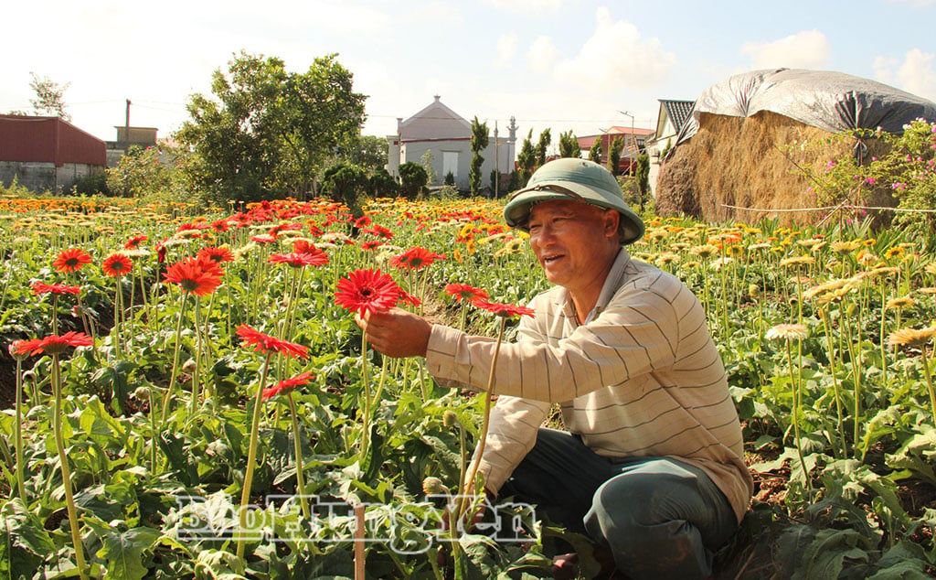 Mr. Nguyen Duc Thao, from Quan Thon village, Tien Hung commune, is tending to his marigold garden.