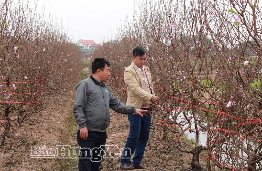 Customers visit peach orchards in Tien Hung commune to choose and buy peaches.