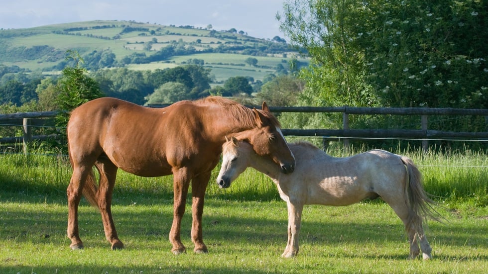 馬年の始まりに、馬に関する興味深い事実を発見しましょう - 1
