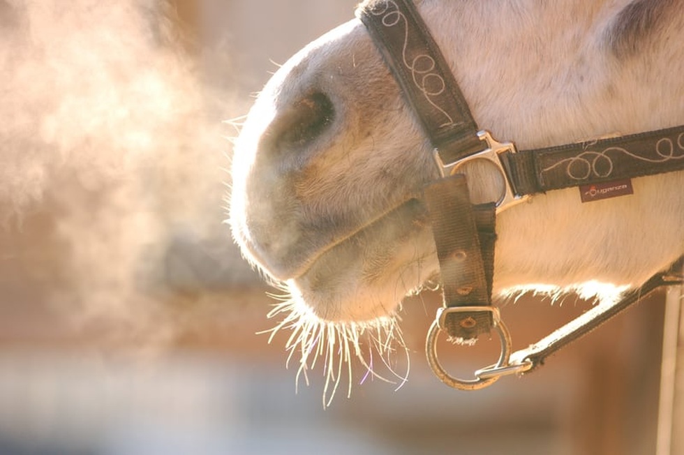 馬年の始まりに、馬に関する興味深い事実を発見しましょう - 8