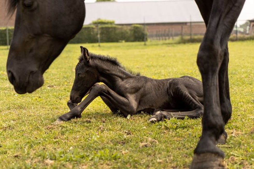 馬年の始まりに、馬に関する興味深い事実を発見しましょう - 9