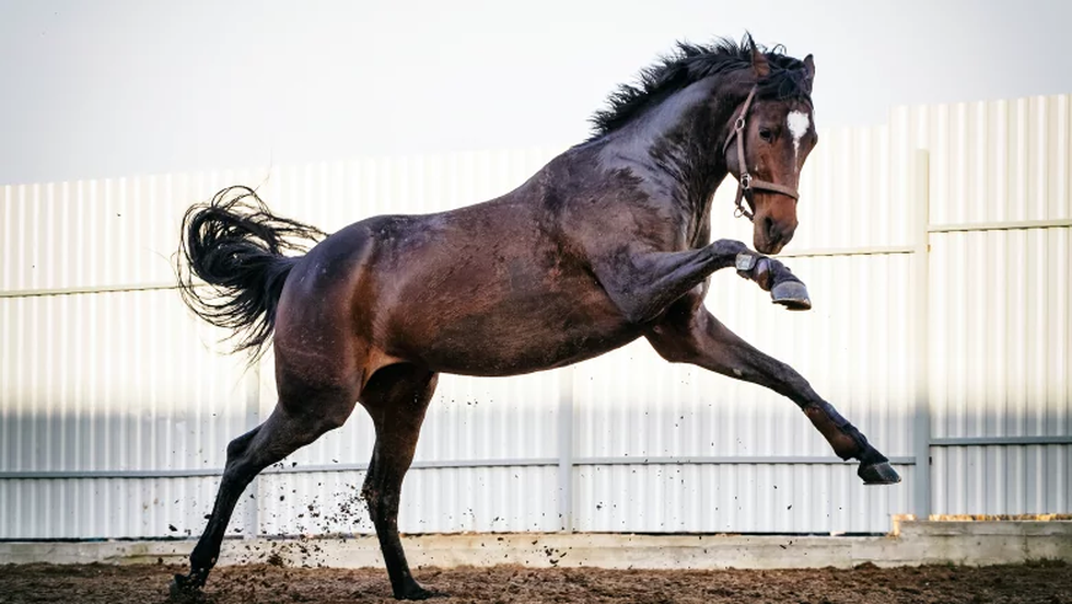 馬年の始まりに、馬に関する興味深い事実10個をご紹介します。