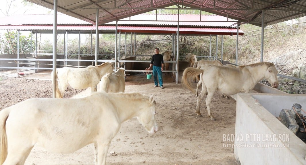 क्वान सोन कम्यून के लोग सफेद घोड़े पालते हैं।