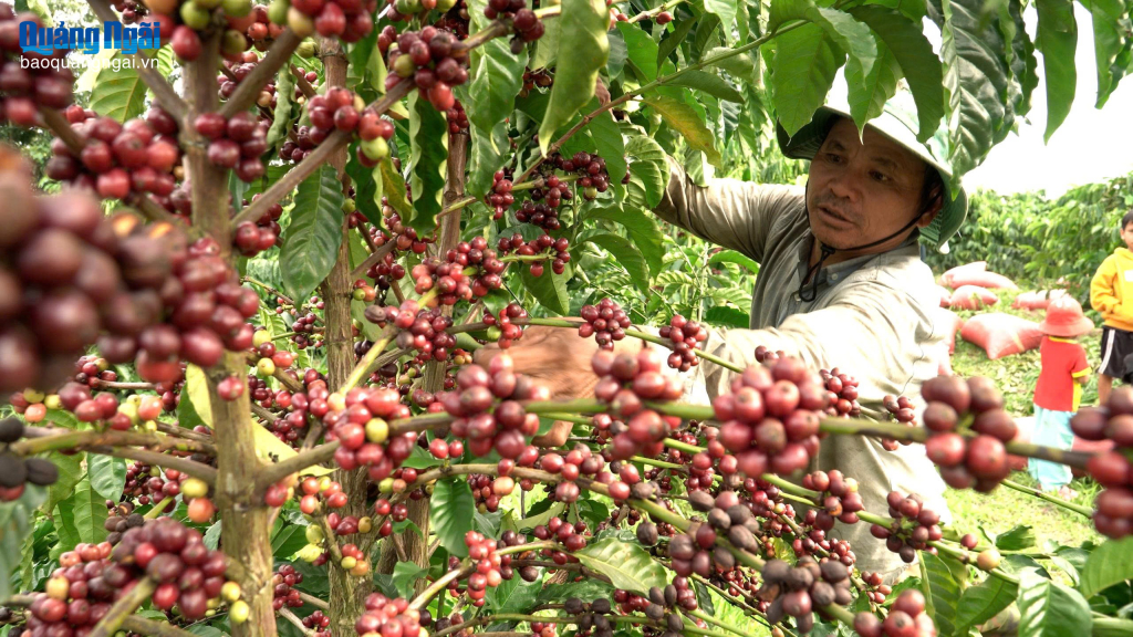 ダクハ村のコーヒー収穫量は依然として高い水準を維持している。