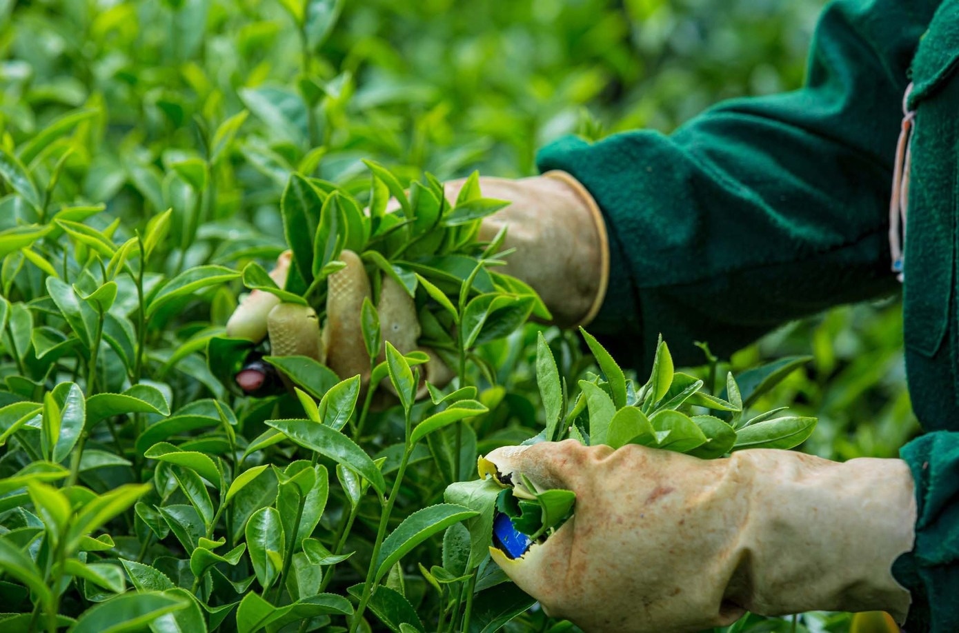 پل موک چائو چه (عکس 8)