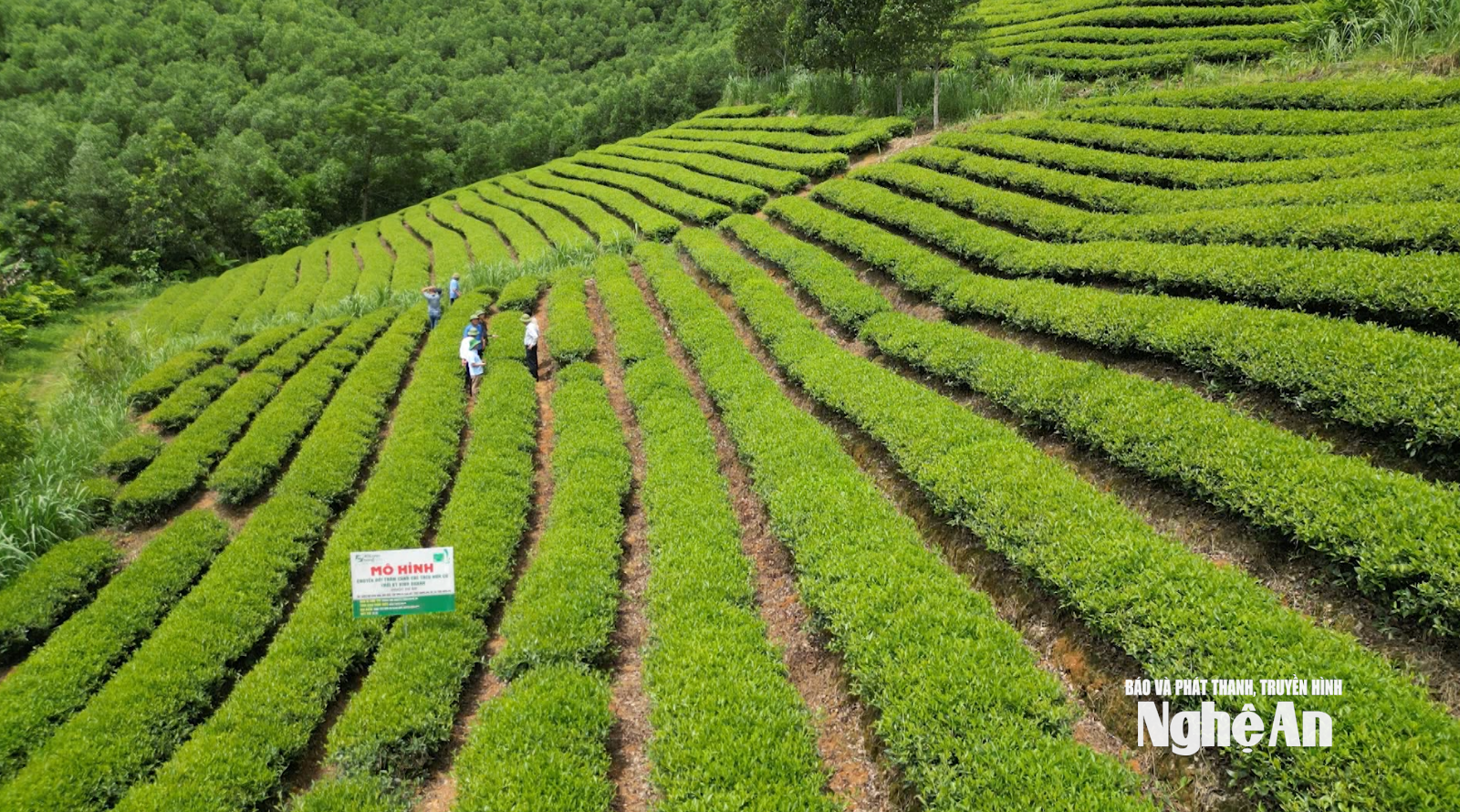 La agricultura ecológica en la estrategia de desarrollo agrícola verde – Vietnam.vn