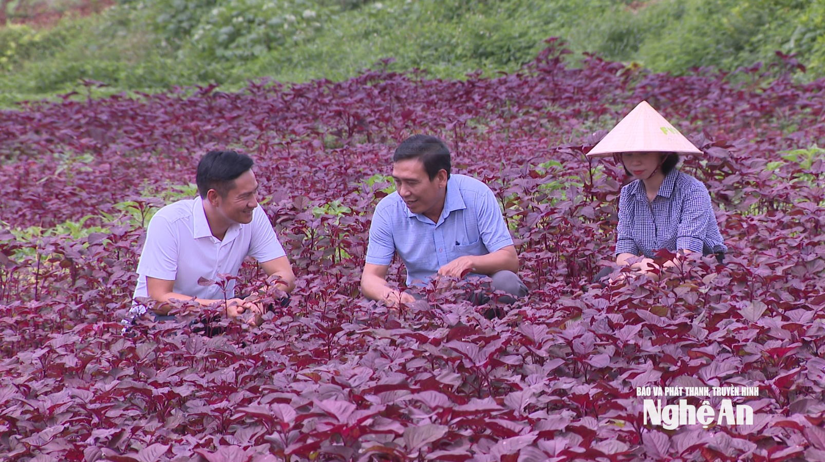 Modelo de producción y suministro de hortalizas orgánicas de FVF, Grupo TH.