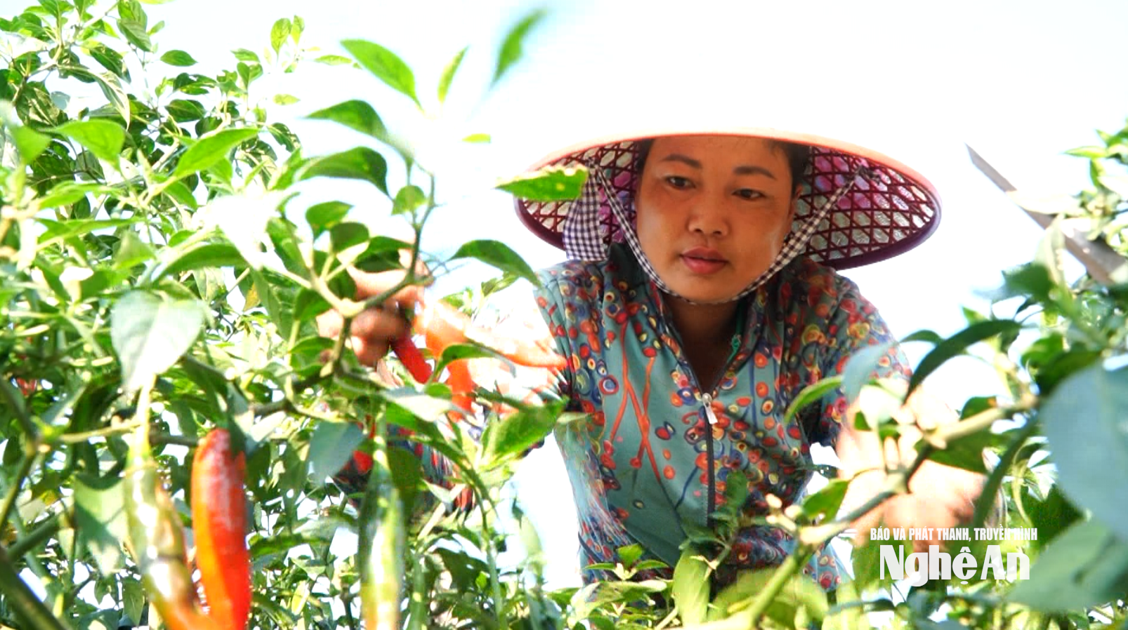 Agricultores de la comuna de Hop Minh cultivan chiles orgánicos para la exportación.