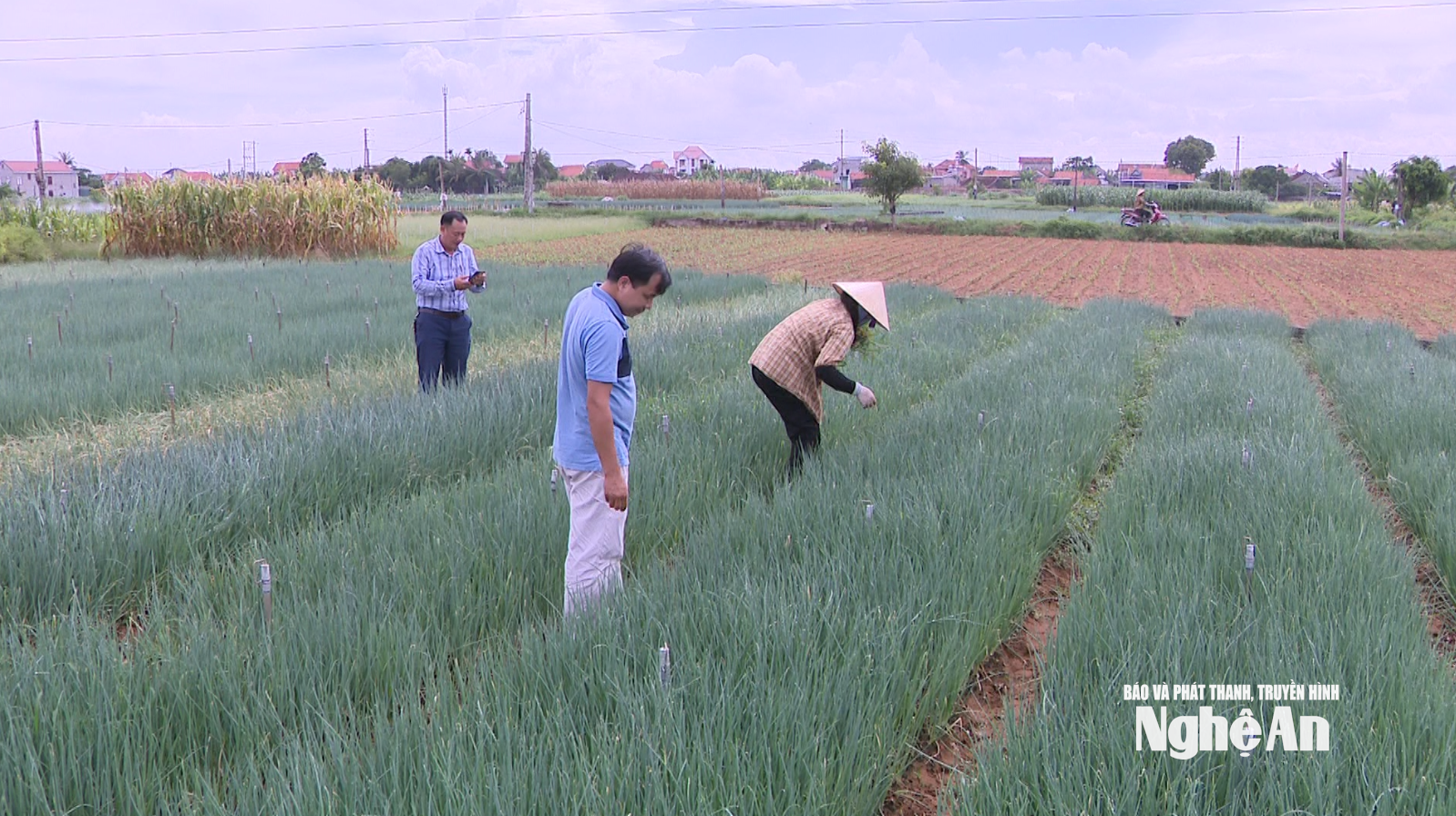 Cultivos de hortalizas orgánicas de la Cooperativa Agrícola General Quynh Bang.