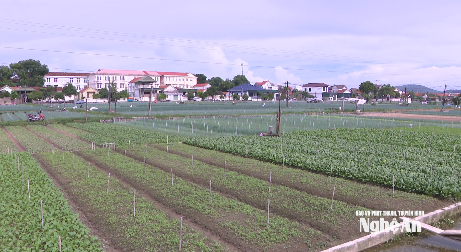 Cultivo de hortalizas orgánicas en la comuna de Quynh Anh.