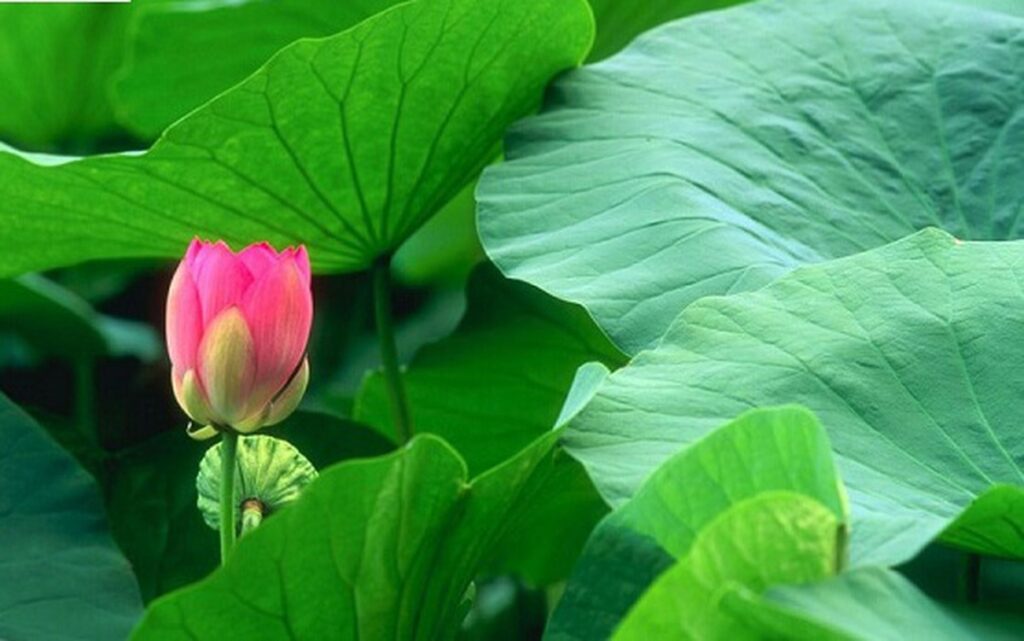 6 món ăn bài thuốc giúp giải trệ, tiêu mỡ, nhẹ bụng 
sau Tết- Ảnh 5.