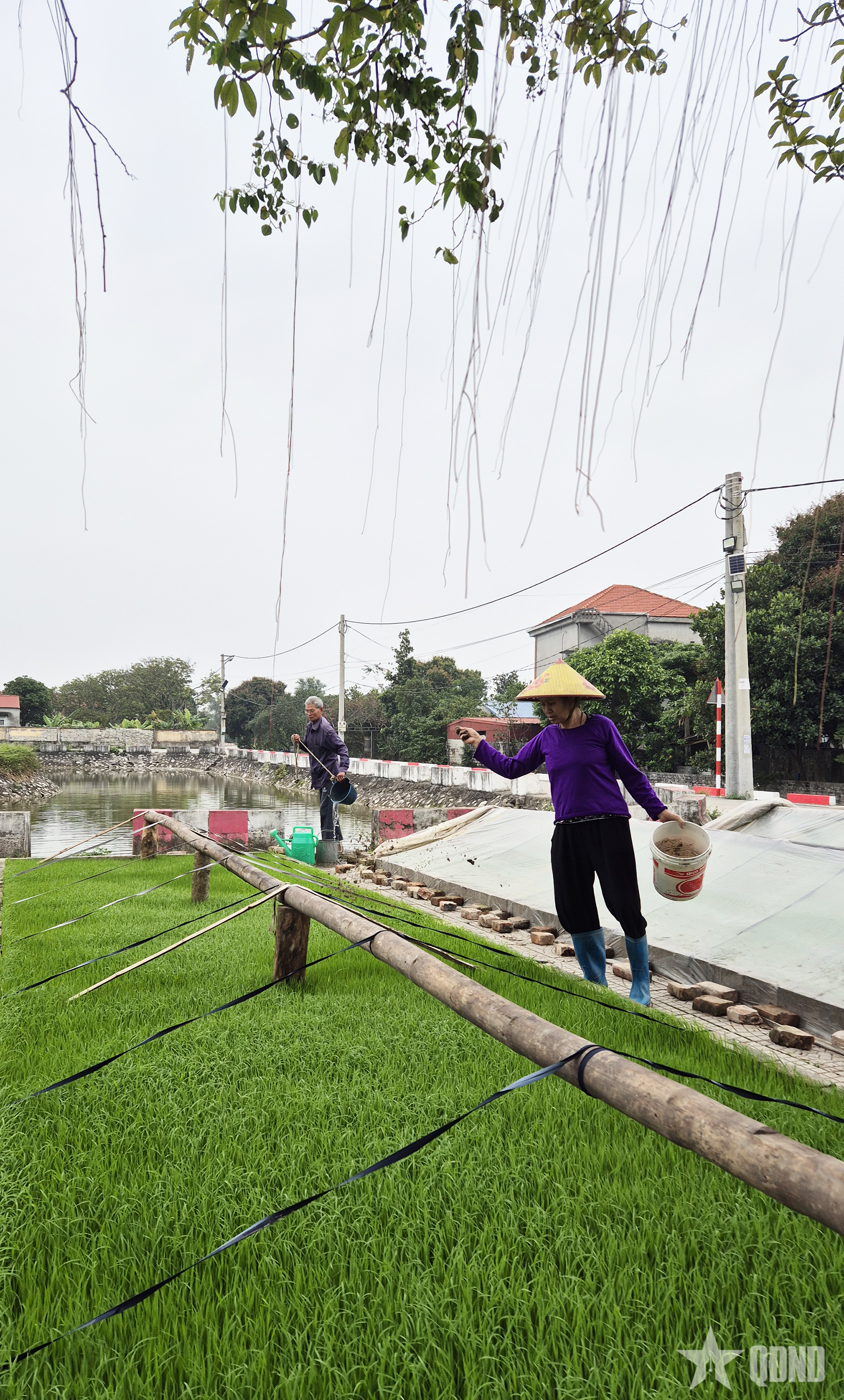 De familie van meneer Nguyen Ba Hoan is druk bezig met het verzorgen van hun rijstzaailingen ter voorbereiding op het voorjaarsplantseizoen. Hij vertelde dat zijn familie 3 hectare beplant en dat ze ongeveer 20 arbeiders moeten inhuren voor een bedrag van 10 miljoen VND om het planten op tijd af te ronden. Naast de arbeidskosten bedragen de kosten voor de rijstzaden ook 3 miljoen VND, en er zijn nog veel andere taken die ze moeten uitvoeren, al dan niet door anderen. Dit maakt het een zeer arbeidsintensief en kostbaar proces.