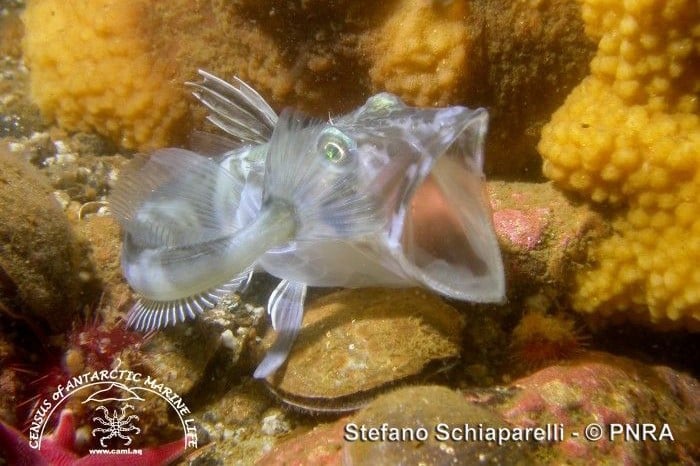 Antarctic icefish: Transparent creatures adapted to extremely cold ...