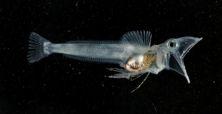 Antarctic icefish: Transparent creatures adapted to extremely cold ...