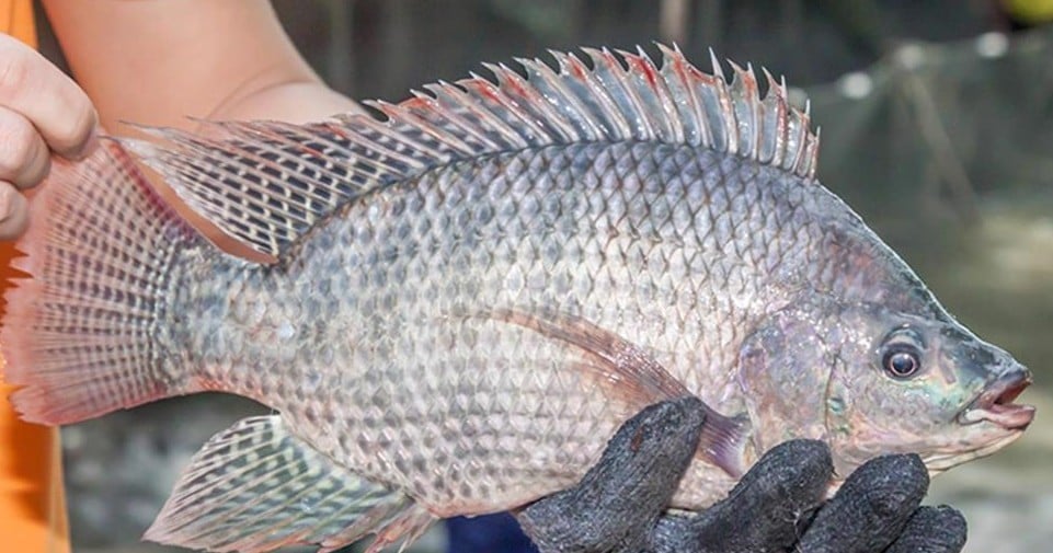 Tilapie se objevuje jako potenciální exportní produkt vedle pangasia.