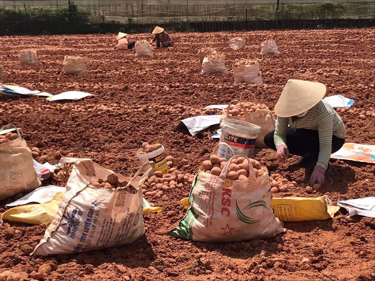 Dalat: Hledání stop starých zahrad - Foto 5.