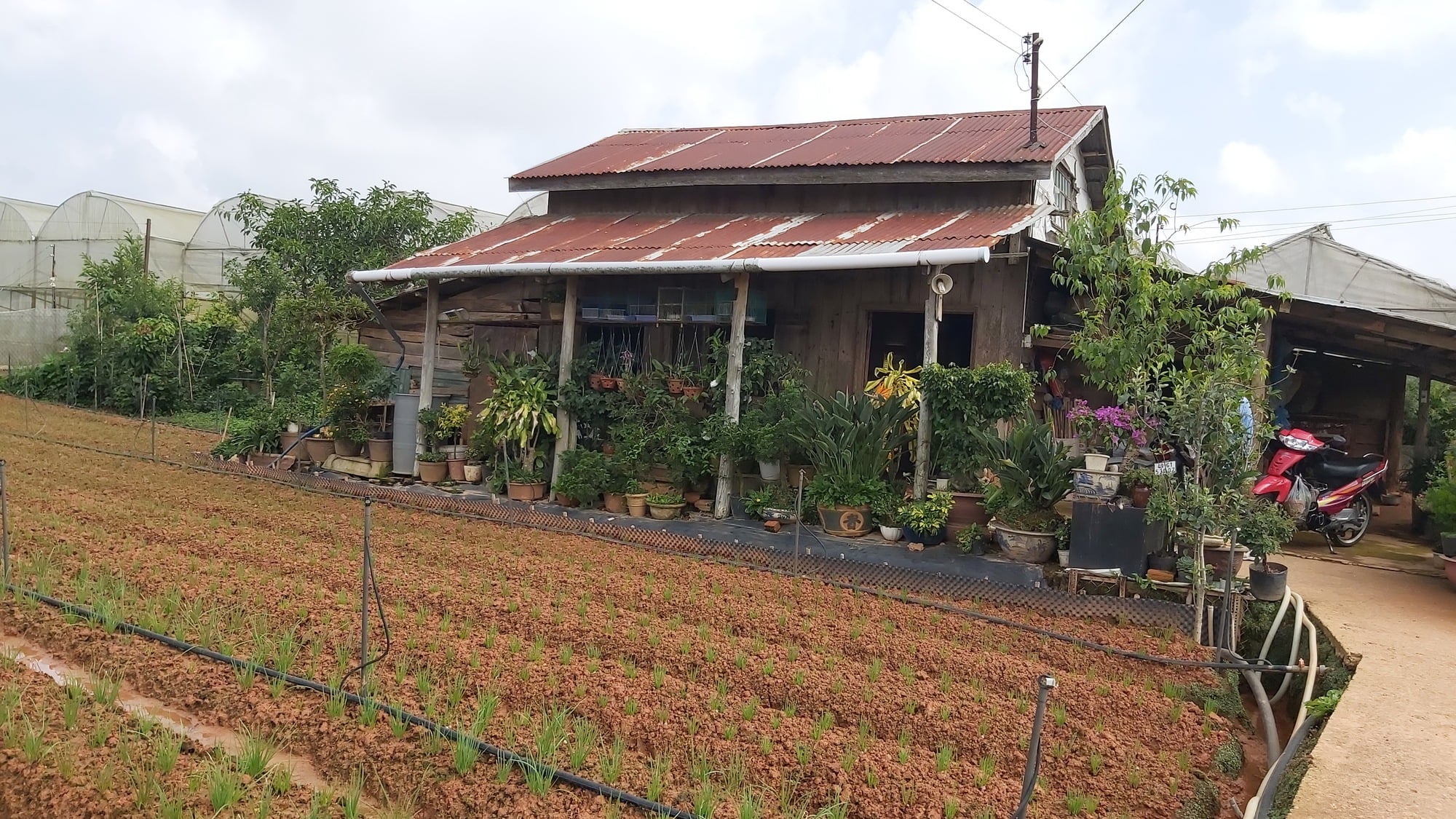Dalat: Hledání stop starých zahrad - Foto 6.