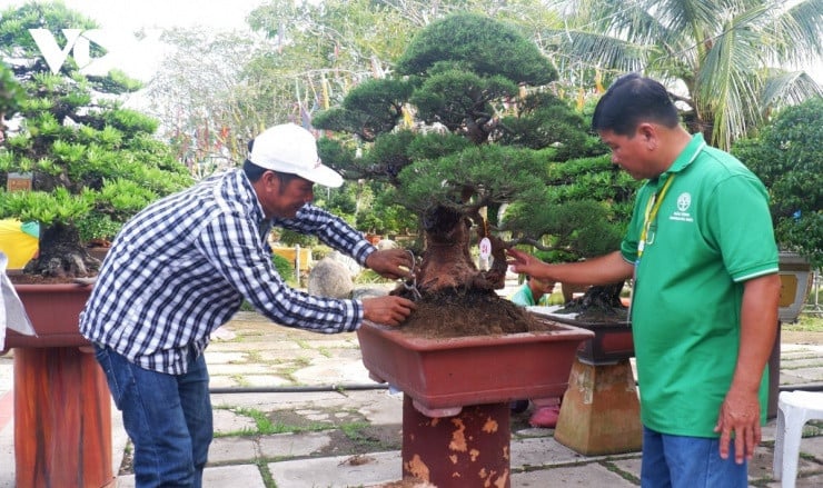 Artysta pieczołowicie nadaje kształt drzewu bonsai w Muzeum Bonsai.