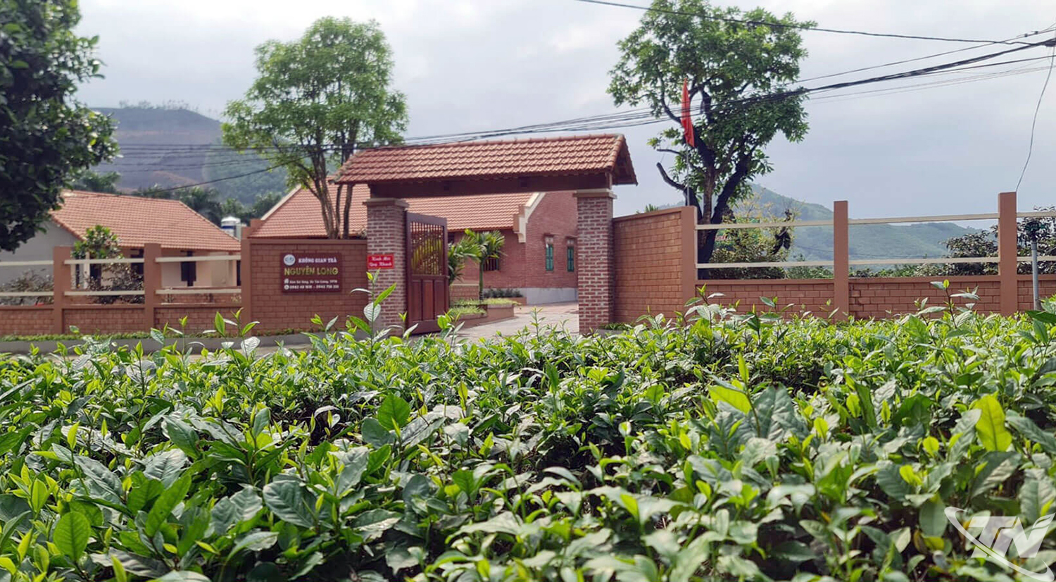 Nguyen Long Tea Cooperative is establishing a raw material area in Soi Vang hamlet, Tan Cuong commune.