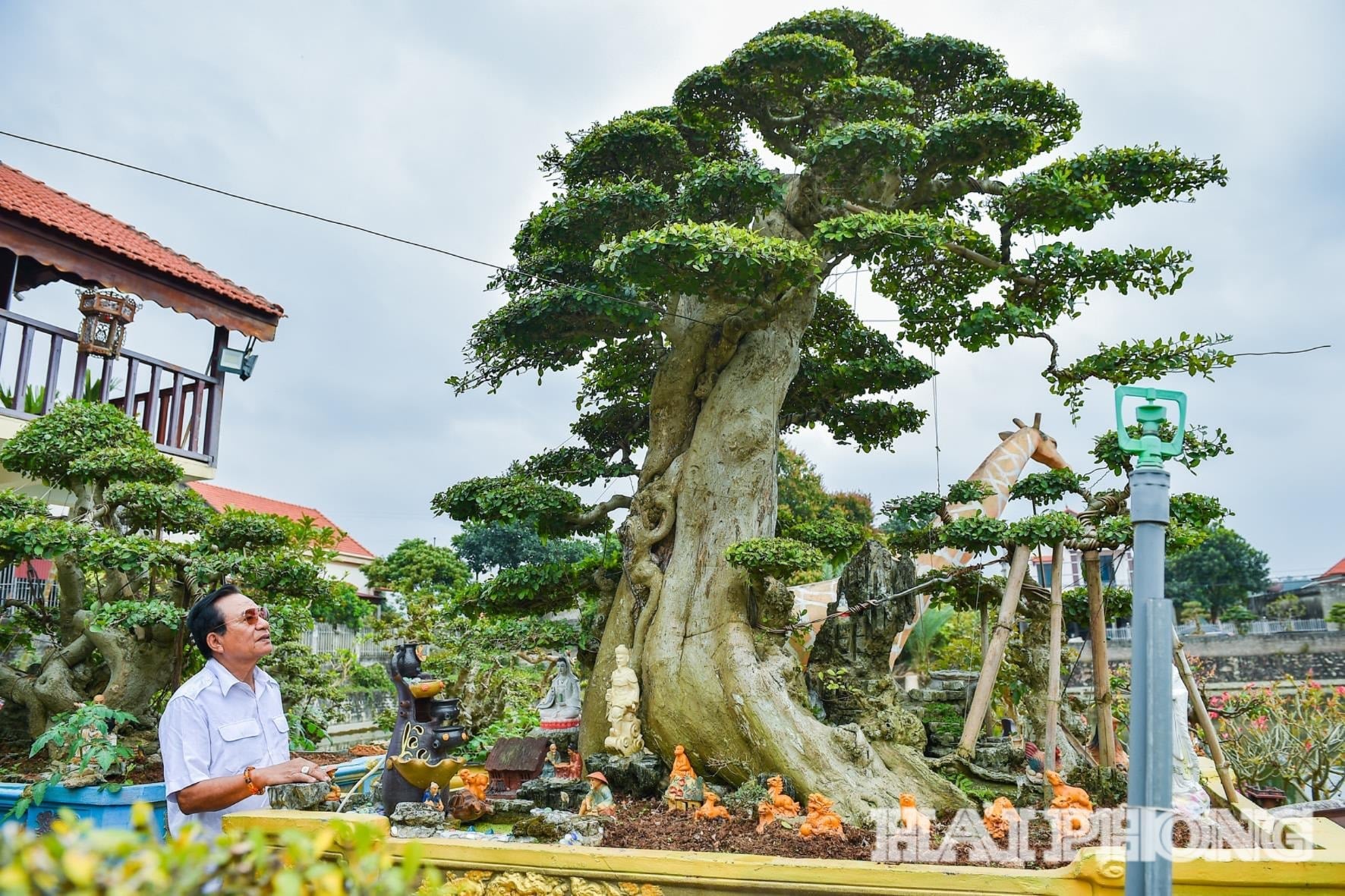 Il fiore all'occhiello del giardino di bonsai del signor Tinh è la sua collezione di oltre 100 antichi alberi di fico dalle forme e dimensioni più svariate.
