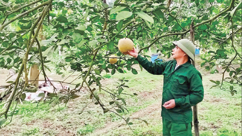 Mr. Do Trung Kien, Director of the Pomelo Production and Business Cooperative in Chi Dam commune, visits his pomelo orchard, which is about to be harvested.