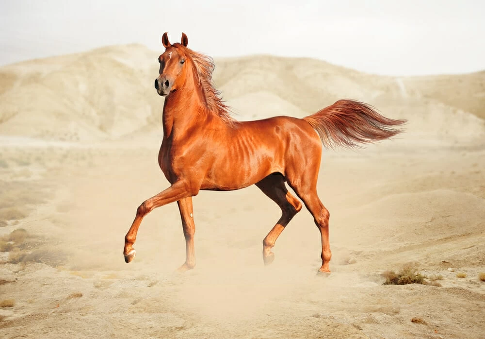 Los beduinos y el ritmo de los cascos de sus caballos para sobrevivir en el desierto.