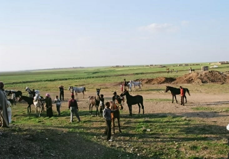 Los beduinos y el ritmo de los cascos de sus caballos para sobrevivir en el desierto.