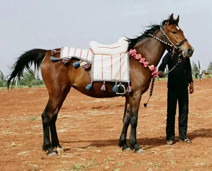 Los beduinos y el ritmo de los cascos de sus caballos para sobrevivir en el desierto.