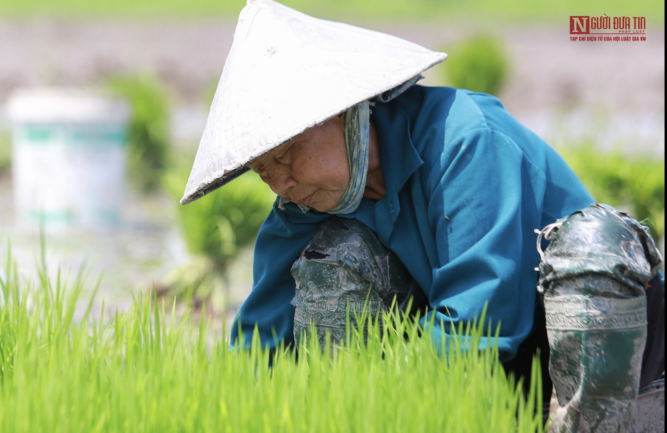 Op de eerste dag van het nieuwe jaar trekken boeren in de buitenwijken van Hanoi vol enthousiasme na