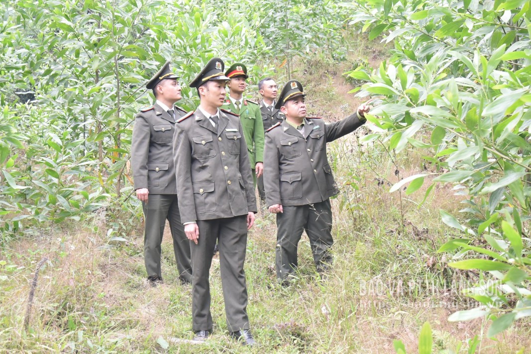 Les gardes forestiers de la région de Dinh Lap, en coordination avec la police de la commune de Thai Binh, ont patrouillé la zone forestière frontalière.