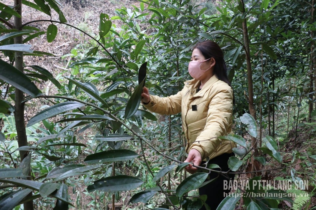 ປະຊາຊົນໃນຕາແສງທຽນລອງ ກຳລັງຕັດแต่งຕົ້ນໄຄ.