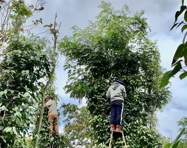 يحذر الأطباء من حوادث العمل خلال موسم حصاد Bác sĩ cảnh báo tai nạn lao động mùa thu hoạch ‘vàng đen’- Ảnh 2.