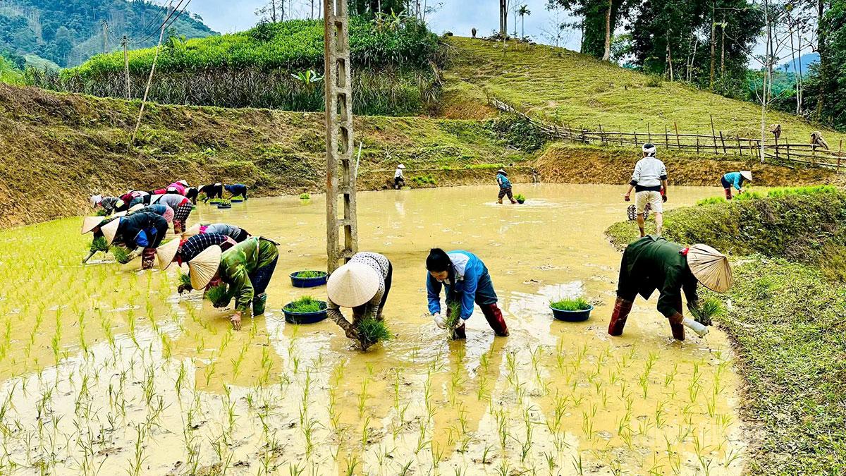 Nông dân xã Quang Bình gieo cấy lúa vụ Xuân.