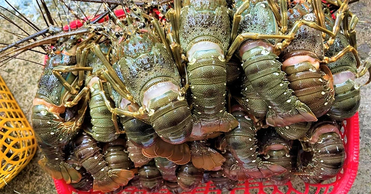 Vietnam Surpasses Canada as Top Lobster Supplier to China Amid Tariffs