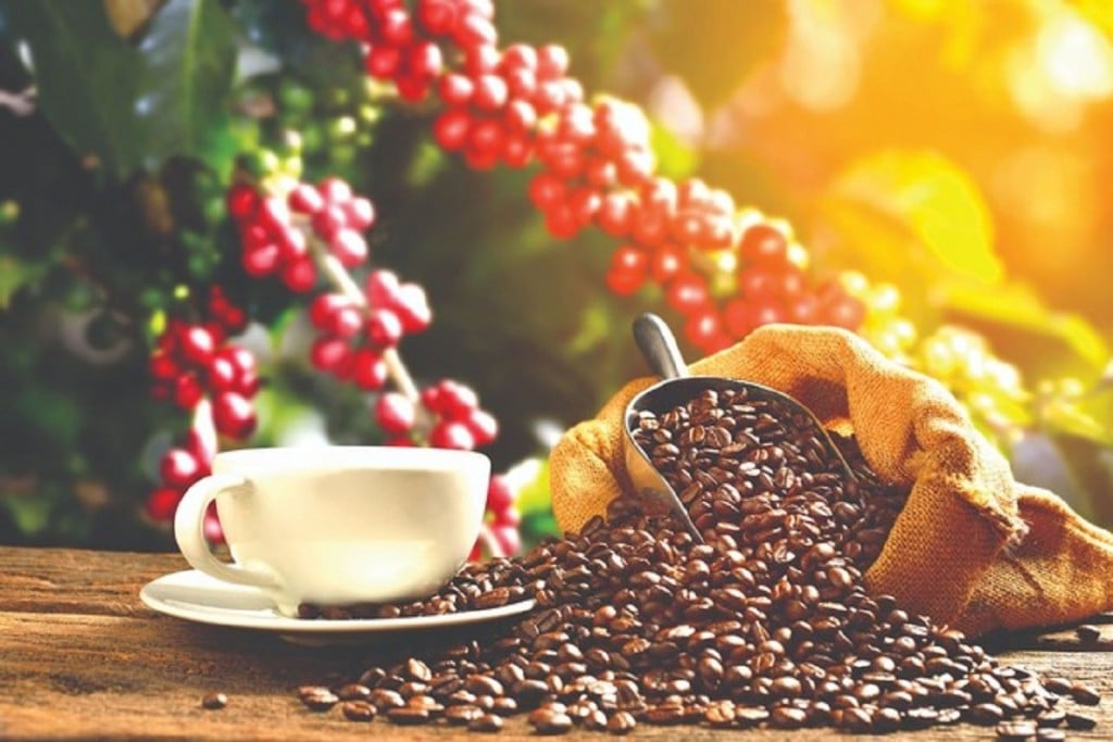 Giá cà phê hôm nay 26/2: Robusta tiếp tục tăng