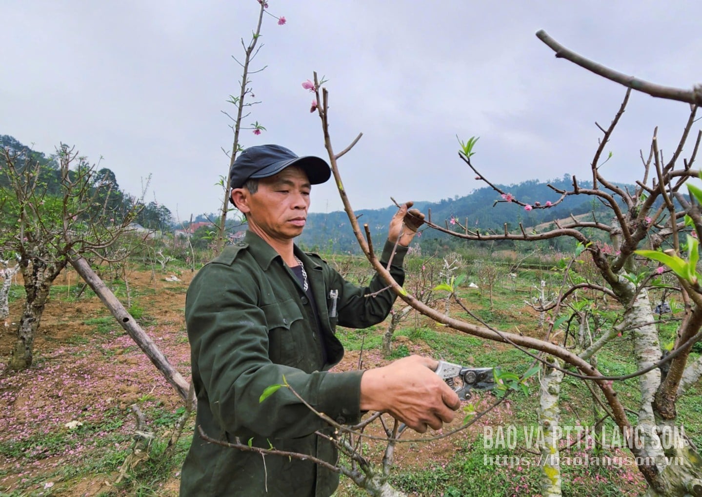 Los residentes de la aldea de Quang Hong, distrito de Luong Van Tri, cuidan sus flores de durazno después del Tet.