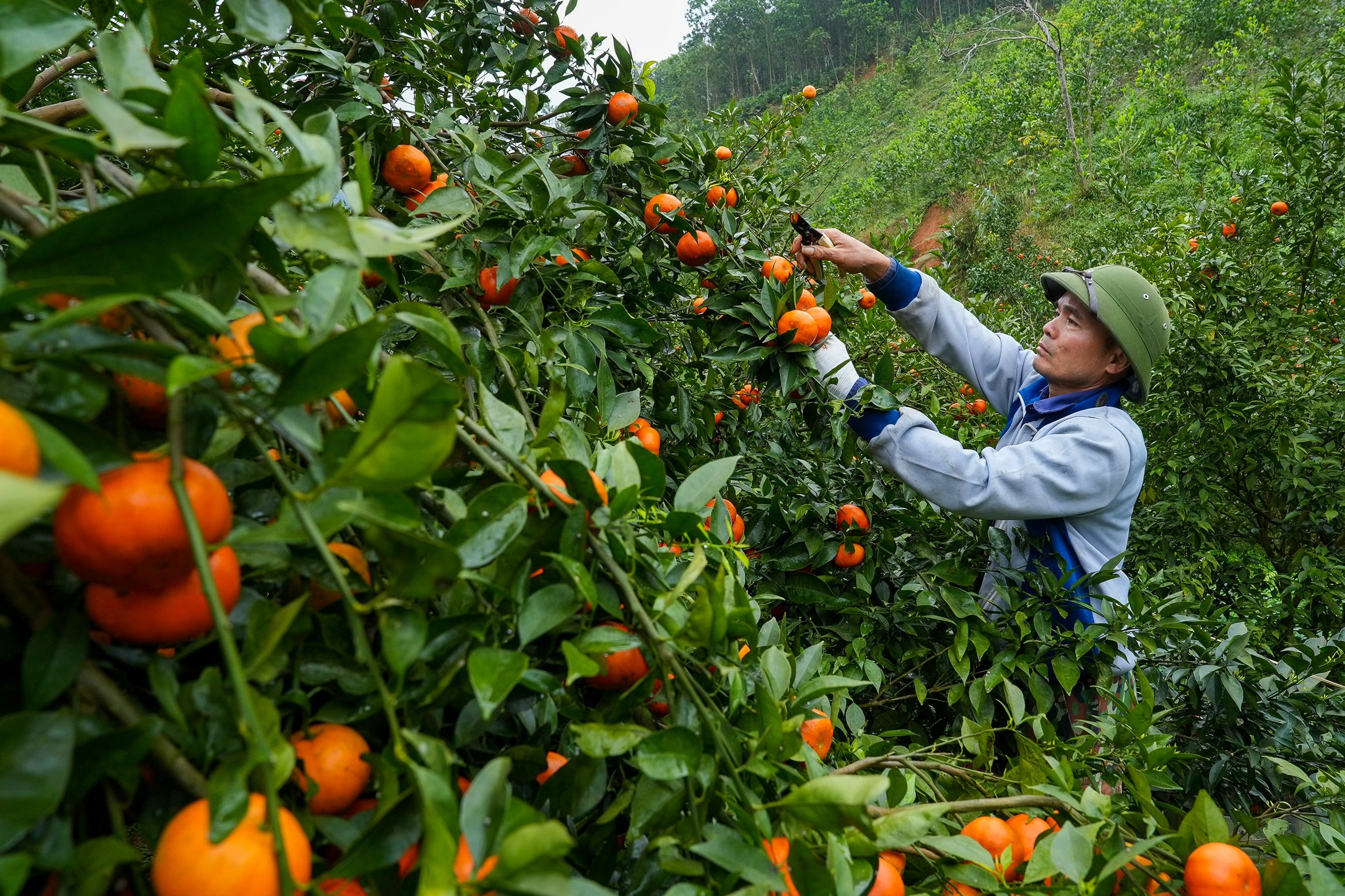 Atualmente, o Sr. Duong possui mais de 200 pés de tangerina, todos com mais de 5 anos de idade, que devem produzir cerca de 4 toneladas de frutas nesta temporada.