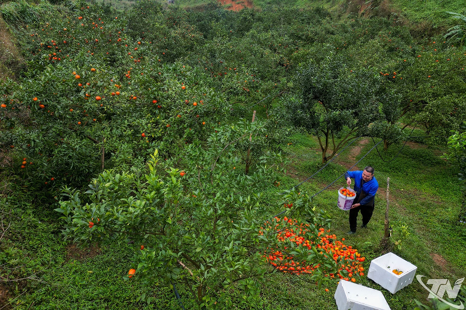 Em 2017, o Sr. Duong investiu no plantio de 10 hectares de floresta no povoado de Khuoi Me (antiga comuna de Cuc Duong). Sabendo que essa área era uma região renomada pelo cultivo de laranjas e pomelos deliciosos no distrito de Vo Nhai há décadas, ele decidiu dedicar uma parte de suas terras ao cultivo de frutas cítricas.