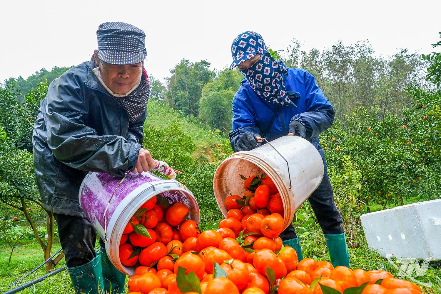 As tangerinas são colhidas no pomar antes de serem classificadas de acordo com a qualidade do produto.  As tangerinas de melhor qualidade são compradas por comerciantes e distribuídas para diversos supermercados em Hanói.