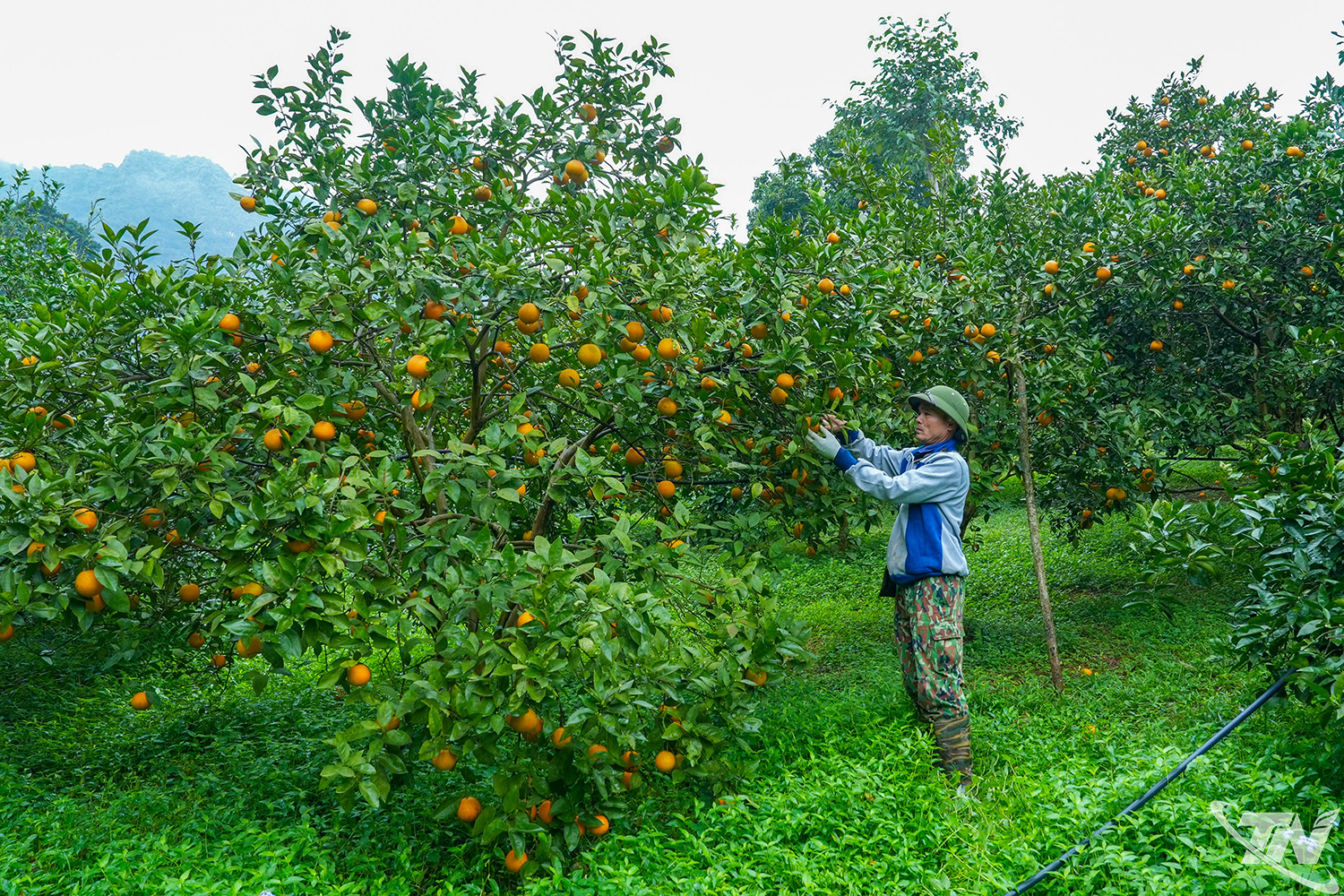 Além das tangerinas doces Canh, o Sr. Duong também cultiva mais de 100 laranjeiras de polpa amarela.