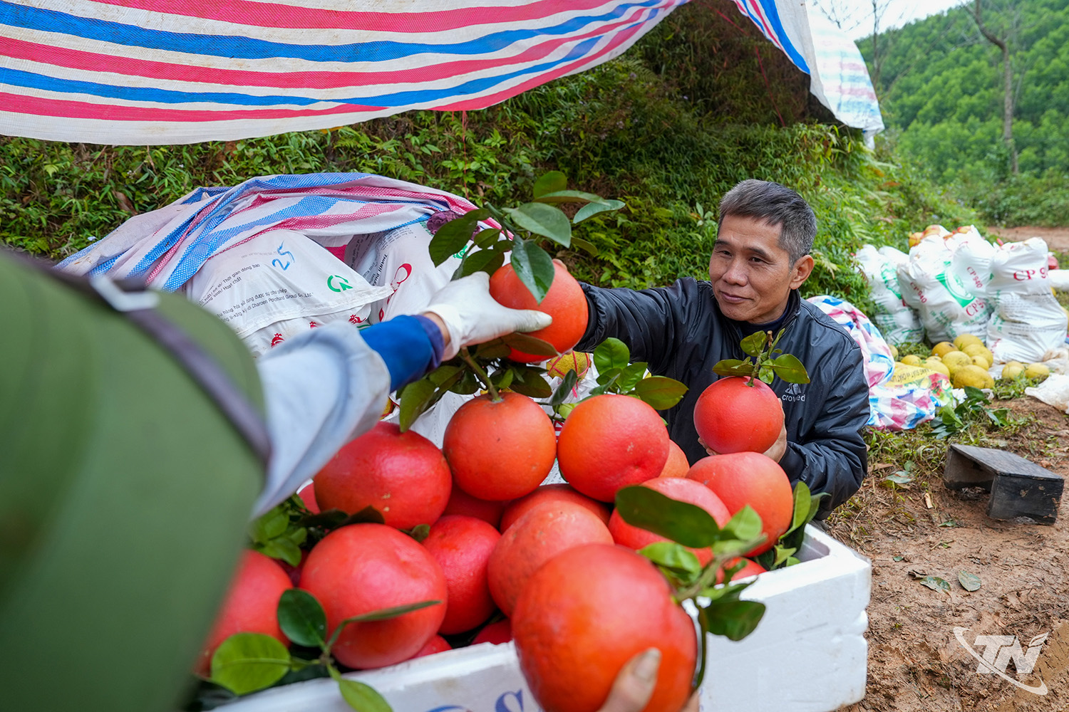O Sr. Duong também fez experiências plantando algumas árvores de pomelo vermelho, conhecidas por seu aroma suave característico, suculência e sabor doce, que podem ser vendidas por até 100.000 VND por fruta.