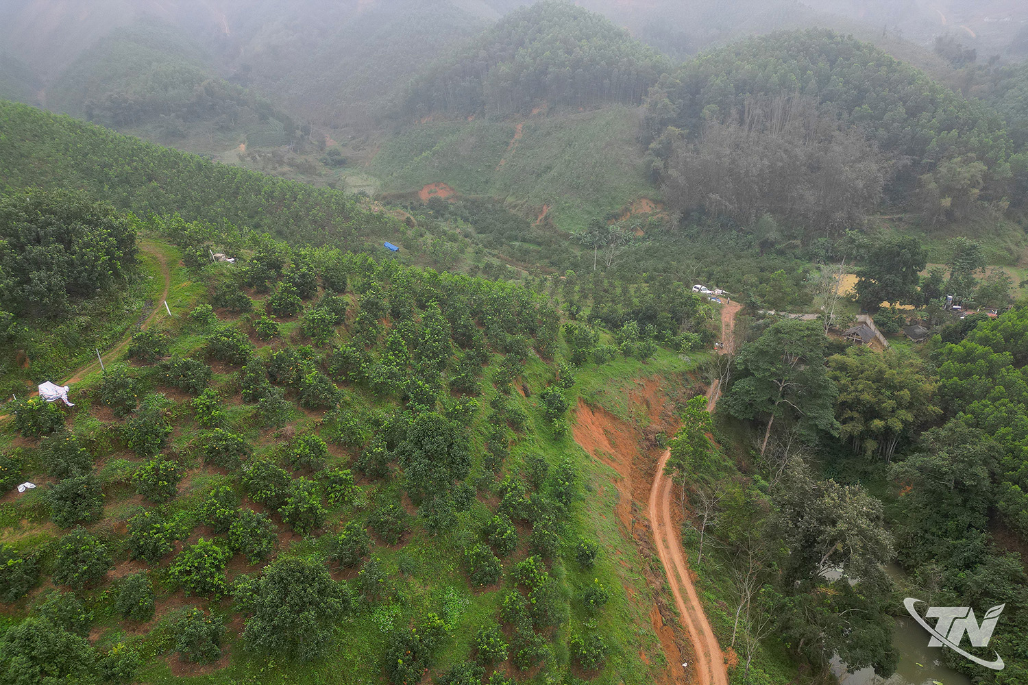 Atualmente, a fazenda do Sr. Duong possui 3 hectares plantados com pomelos, laranjas e tangerinas. Ele planeja reduzir a área plantada com árvores e expandir a área destinada ao cultivo de árvores frutíferas no futuro.