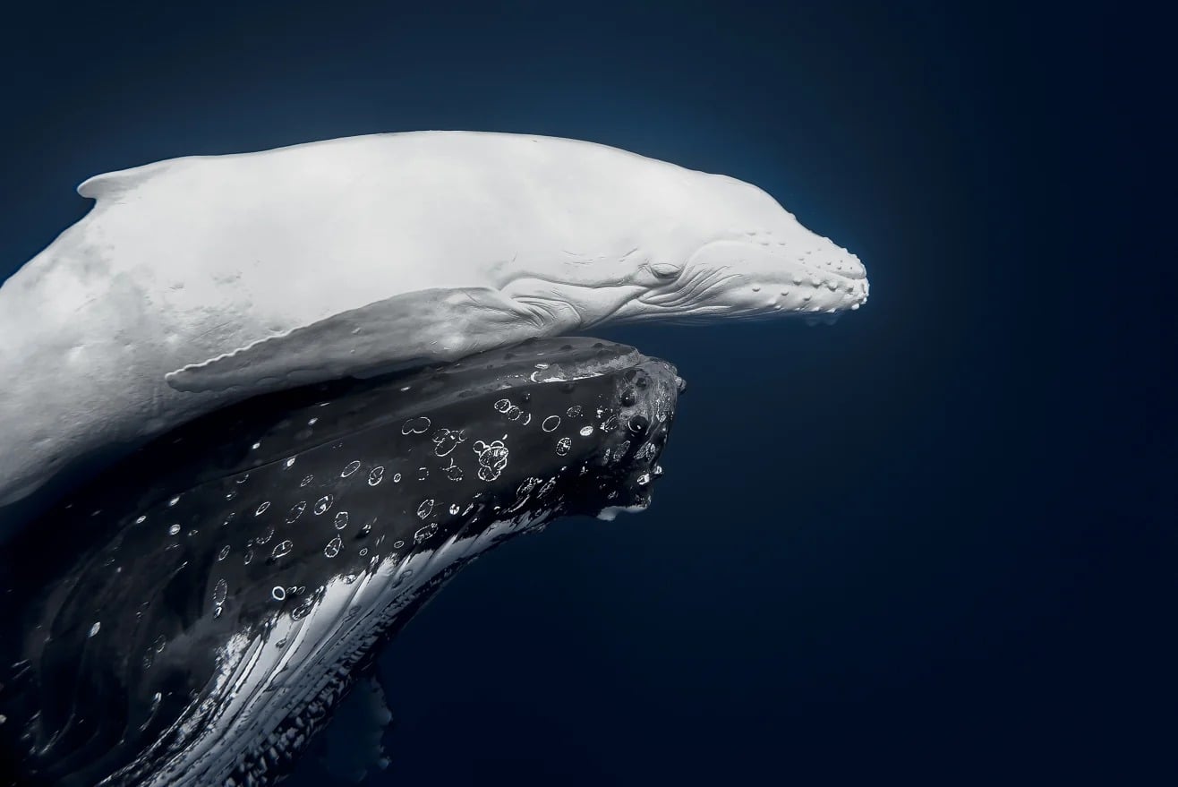 Se den ekstremt sjeldne albinohvalen i World Nature Photography Awards.