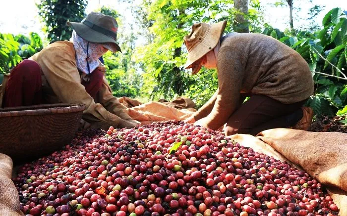 Le esportazioni di caffè generano un fatturato di 1 miliardo di dollari. Xuất khẩu cà phê mang về 1 tỷ USD